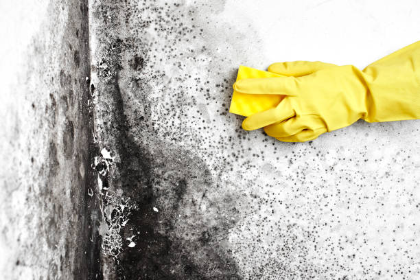 Best Emergency Mold Remediation  in Minneapolis, KS