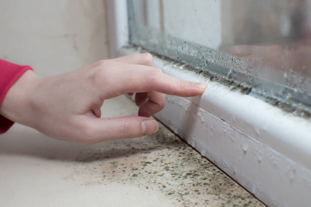 Best Mold Removal for HVAC Installations  in Minneapolis, KS